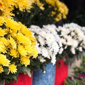 Yellow and white chrysanthemums at a local market in Thailand, natural light documentary photograph for the category of Thailand Flowers.