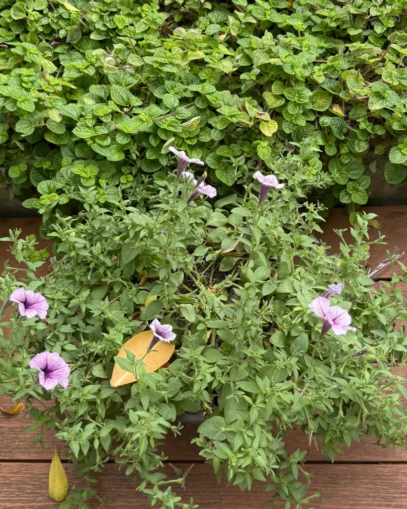 Wide photo of a petunia plant with several flowers and busy leaves, showing an unclear subject. Photo by Reflections Photography.