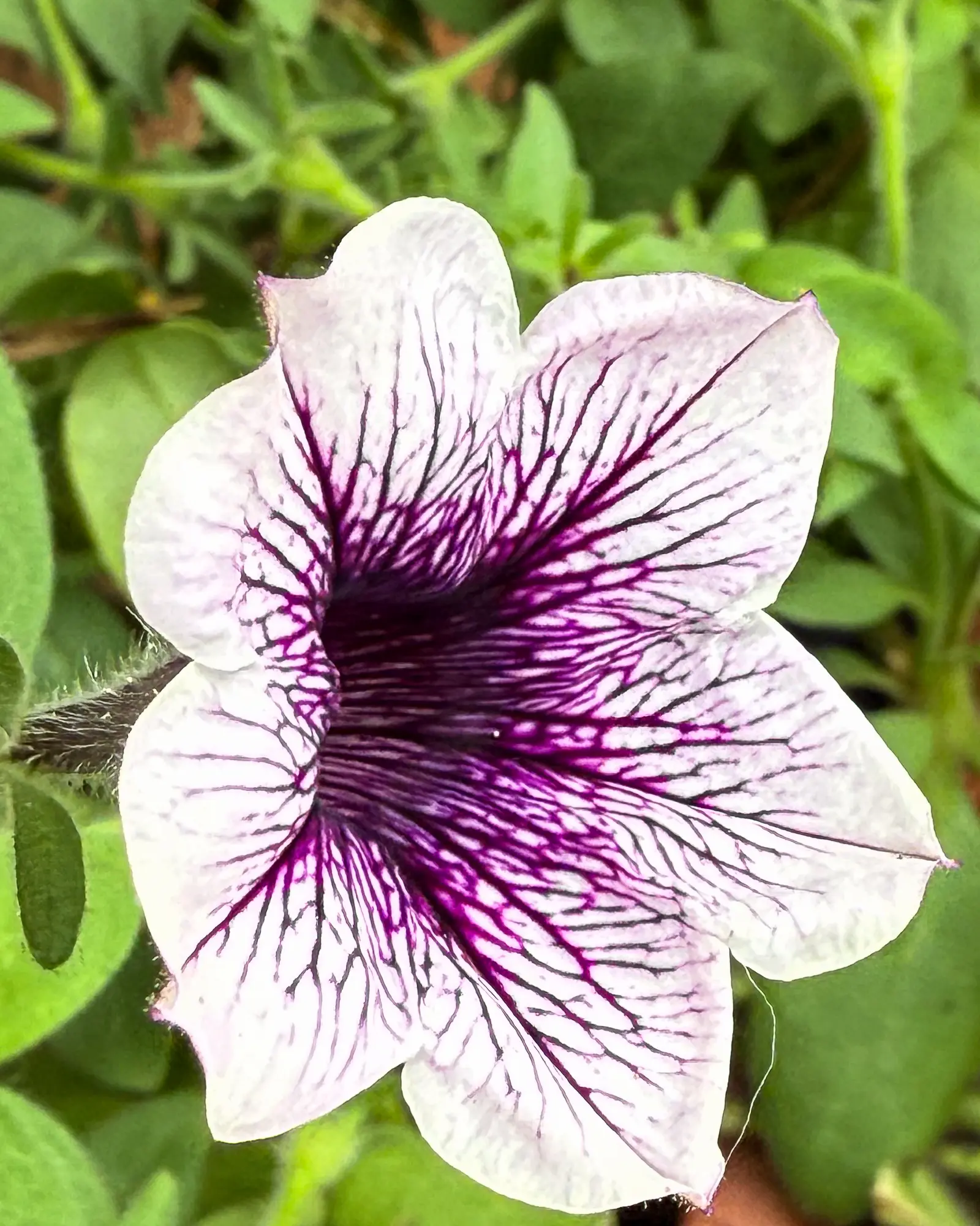 Close-up photo of a single petunia flower filling the frame, demonstrating clarity and stronger visual focus in the Stop The Scroll a short form photography series by Reflections Photography.