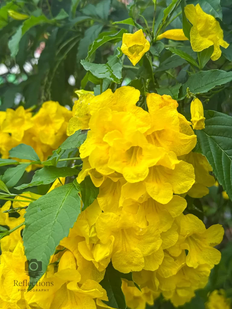 Close-up of bright yellow trumpet flowers with textured petals and green leaves in soft natural light.