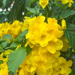 yellow trumpetbush flower cluster thailand close-up with green foliage in natural light