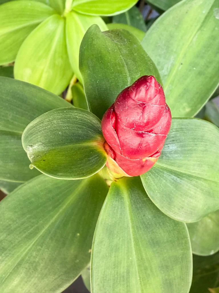 Red ginger flower bud surrounded by broad green leaves in natural daylight, photographed in Patong, Phuket.
