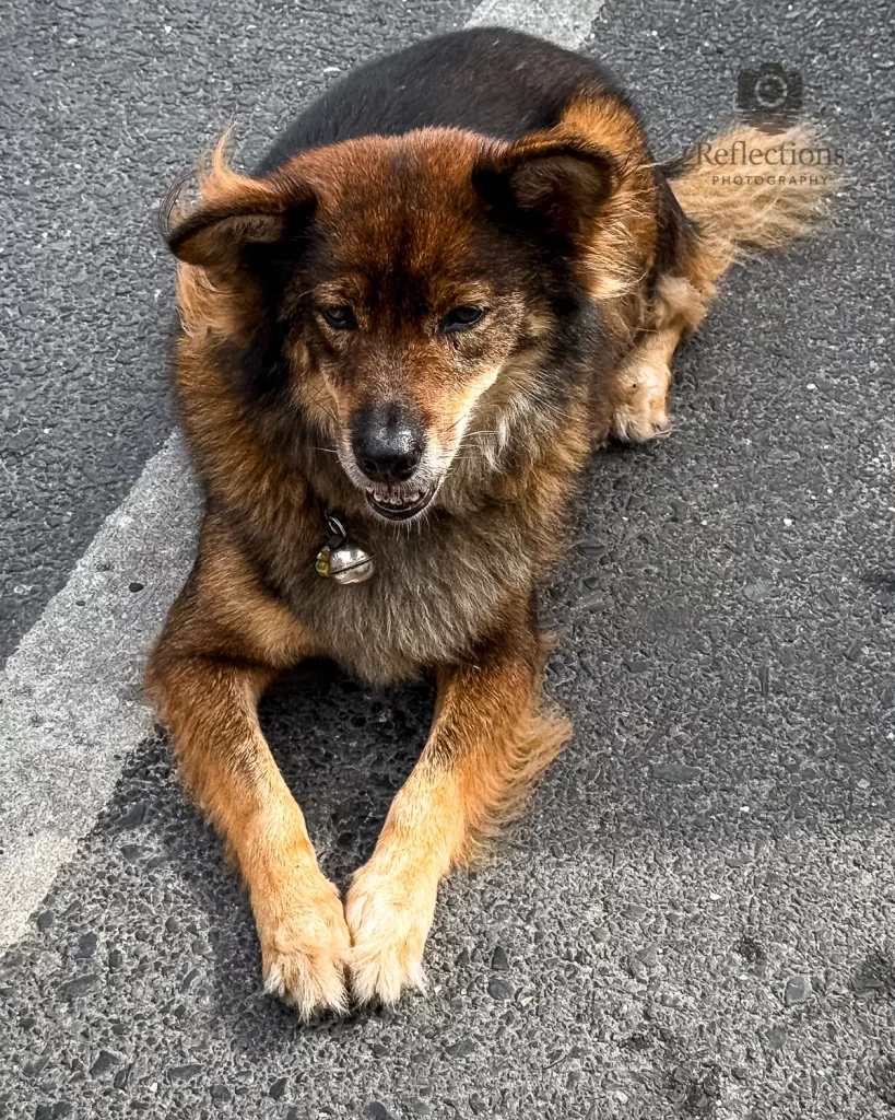 A calm street dog resting on the road in Patong, Phuket — an everyday moment during my Thailand Street Photography journey. Observed without interruption. This image belongs to the Everyday Presence portfolio, focused on ordinary life, stillness, and natural light.