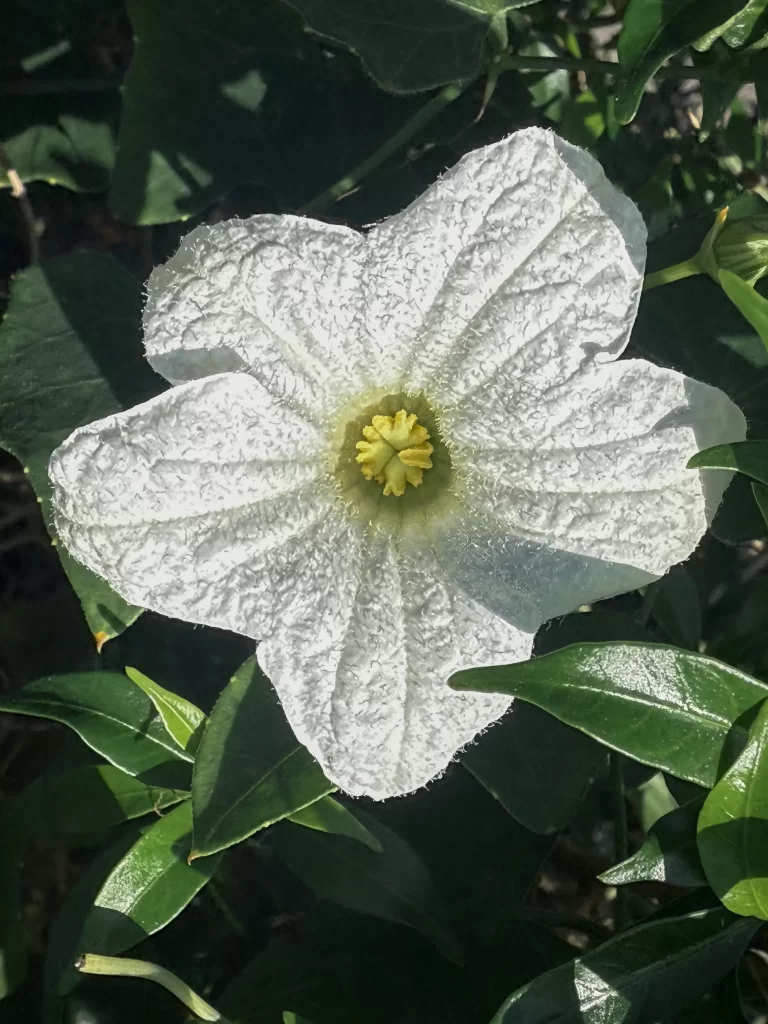 White vine flower with textured petals and yellow centre in natural sunlight, Patong, Phuket.