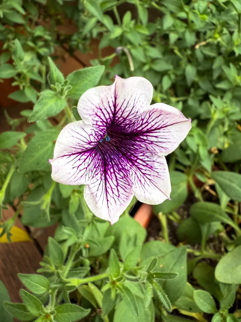 Thailand photography details portfolio—textures, offerings, objects and small moments in natural light across Thailand. Quiet, curated images with captions + lightbox.