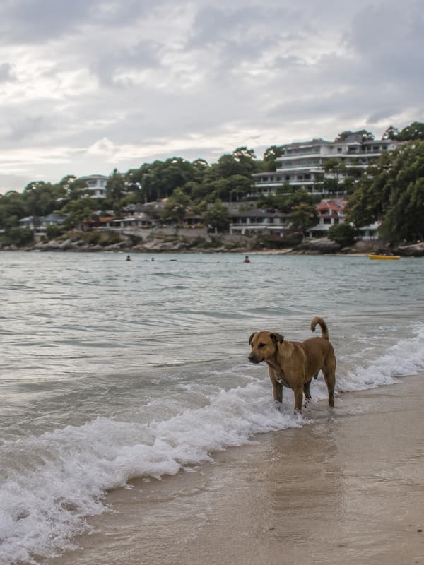 AI-generated documentary-style image of a dog standing in shallow ocean water on a Phuket beach