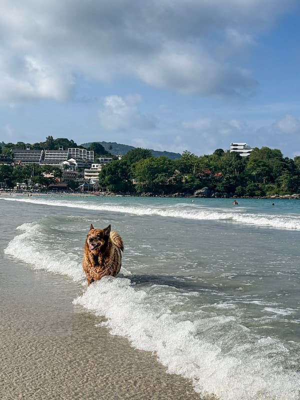 Documentary-style travel photograph of a beach dog walking through shallow waves at Kata Beach in Phuket